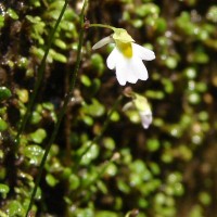 Utricularia striatula Sm.